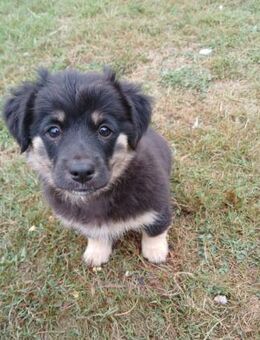 💕Viola💕sucht ihre Menschen🐾💕🍀 - Freilassing