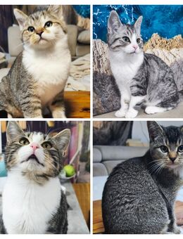 Sozialisierte & schöne Kitten abzugeben - Bad Oeynhausen