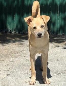 🐶Verspielter junger Garth🐶 - Eislingen (Fils)