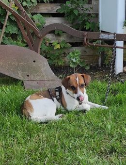 Jack Russel Mix sucht ein schönes neues zu Hause - Spornitz
