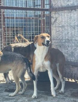 Süsse FIENE sucht liebe Familie - Neuberg