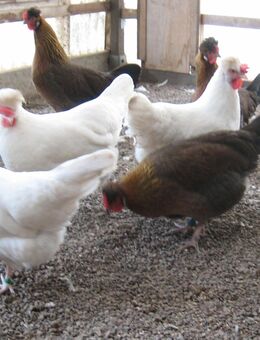 Altsteirer, 1,3 weiß, für Hobbyhaltung, legereife Junghennen - Heringen (Helme)