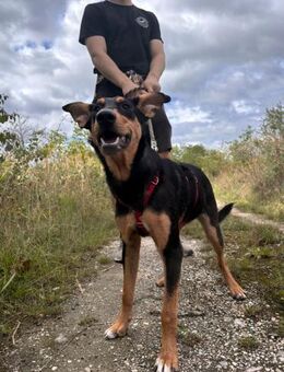 Kimi ❤️ Schutzgebühr 500 Euro - Burgsinn