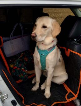 Junge Labrador Hündin sucht dringend liebevolle Familie - Gaggenau