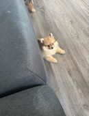Spitz Pomeranian in 48431