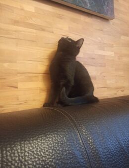 Bengal-BKH-Mix-Kitten - verspielt und bereit, die Welt zu entdecken - Mücheln (Geiseltal)