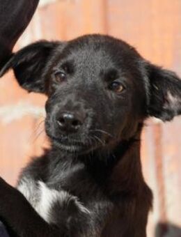 Zauberhafter, lieber Welpe Iago - Kallmünz