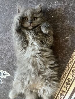 Britische Langhaar- und Kurzhaarbabykatzen zu verkaufen - Berlin