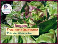 ♥ BIO Winterkopf Salat Baquieu Samen,Gemüse,Alte Sorte Sämereien Garten Tulpenstolz samenfest,rot winterhart - Hamburg