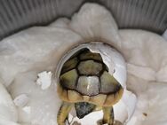 Griechische Landschildkröten NZ 2024 - Testudo hermanni boettgeri - Finning