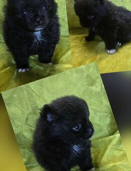 Süße PomChi (Pomeranian x Chihuahua) Babys - Essen