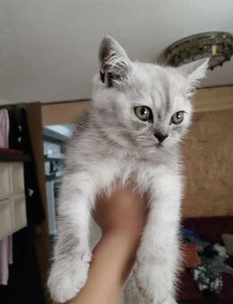 Katze kater - Ditzingen