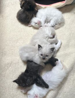 Wunderschöne reinrassige Ragdoll Kitten - Walsdorf (Bayern)