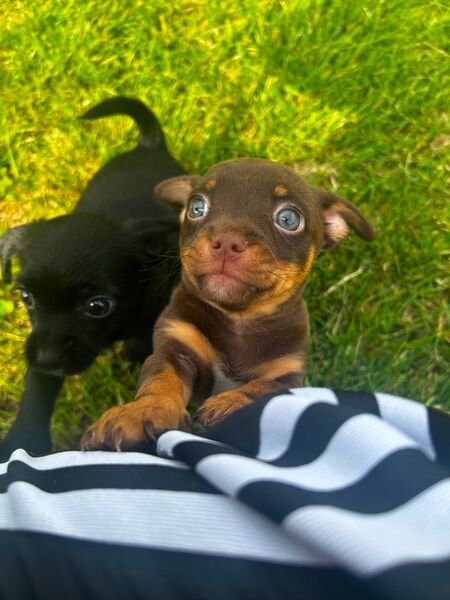 Chihuahua Mix Welpen - Schöningen