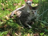 Zwei kleine Kater abzugeben - Schwalmtal (Hessen)