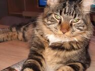 Maine Coon Kater - Eschweiler