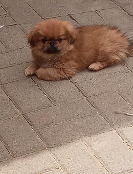 Pekinese Welpen - Aschersleben