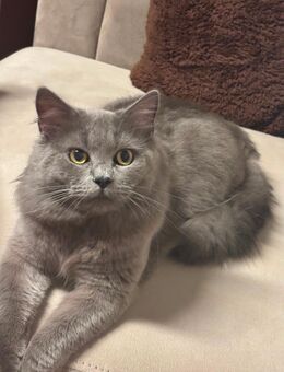 Britisch Lange Haar BLH - Stolberg (Rheinland, Kupferstadt)