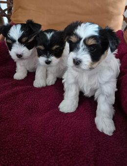 Biewer yorkshire terrier - Medebach (Hansestadt) Zentrum