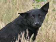 ängstliche UWINE sucht ihre Menschen - Kallmünz