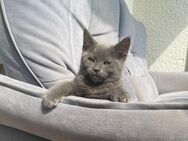 Russisch Blau – BKH Mädchen sucht liebevolles Zuhause - Menden (Sauerland)