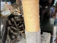 Verschmuste kleine Katzen - Salgen