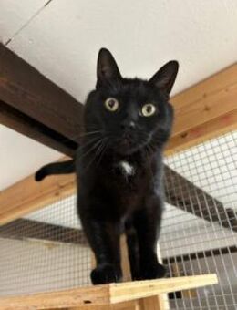 Schwarzer Kater -Kleiner Donner- - Bad Belzig