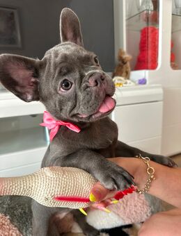 Französische Bulldoggen zu verkaufen - Reutlingen