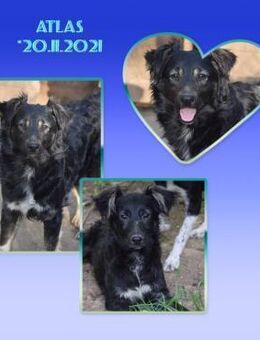 ♡Atlas♡ Anfangs etwas schüchtern - Alfeld (Leine)