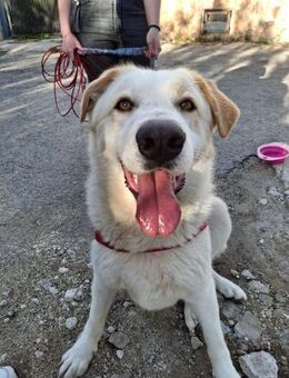 Zuhause gesucht: NUAGE (w) aus Italien - Büdingen