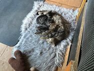 Kitten suchen neue zuhause - Bremen