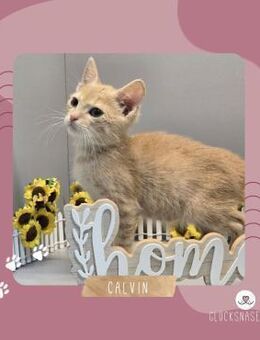 Katerchen Calvin sucht eine Familie - Lalendorf