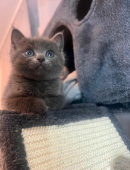Britisch Kurzhaar x Bima kitten - Niederzier