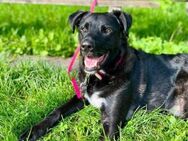 aufgeweckter OREO sucht sicheres Zuhause - Kallmünz