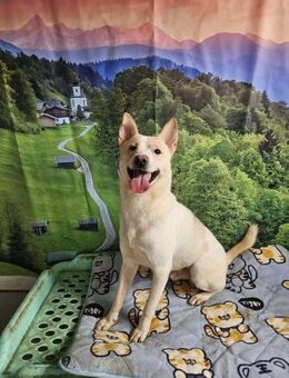 Chai träumt von ein Zuhause - Berlin