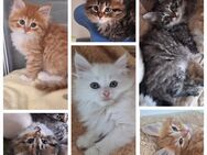 sibirische Katze Waldkatze Kitten mit FIFé Stammbaum - Augsburg