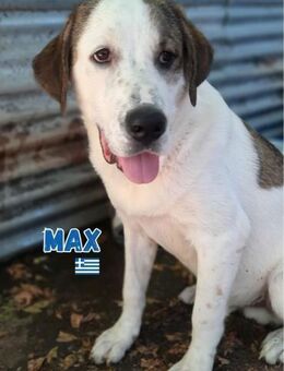 Max - verschmust und kuschelbedürftig - Heppenheim (Bergstraße)