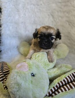 Chihuahua Welpen in liebevolle Hände abzugeben - Emden