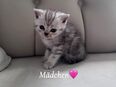 Wunderschöne BKH Kitten mit liebevollem Wesen abzugeben 🐾 in 31832