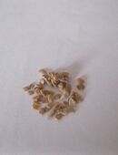 Tomaten Zitronenbaum Samen in 74653