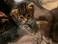 Katzenbabys zu verkaufen – liebevoll aufgezogen und bereit für ein neues Zuhause! - Bissendorf