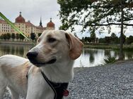 🍀Junghündin Ruby aus Dresden sucht ihr Zuhause💛 - Dresden