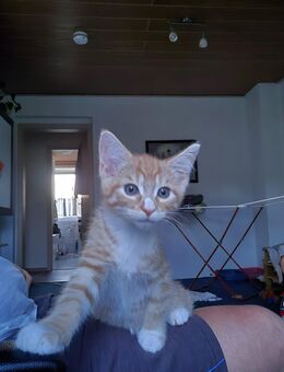 Maine Coon Mix Kitten - Neustadt (Sachsen)