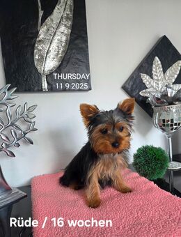 Yorkshire Terrier Rüde / 16 w / Chip - Simbach