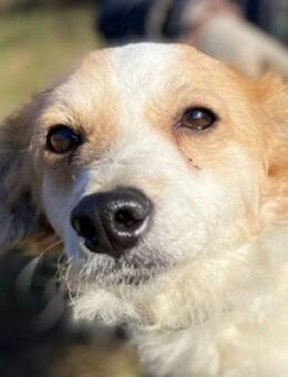 ALEXA sucht Körbchen - Gefrees