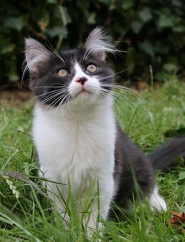 Zwei Maine-Coon Sibirische Mix-Kätzchen - Saarbrücken