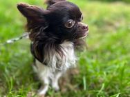 Chihuahua Rüde 1 Jahr kleiner Hund - Velbert