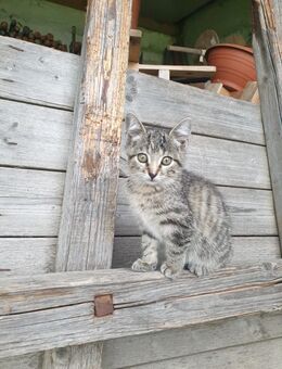 Babykatzen - Legau