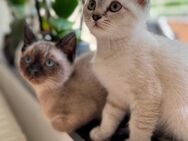 Siam /Bkh Kitten männlich - Aachen