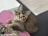 BKH Kitten Kater 16 Wochen - Gummersbach